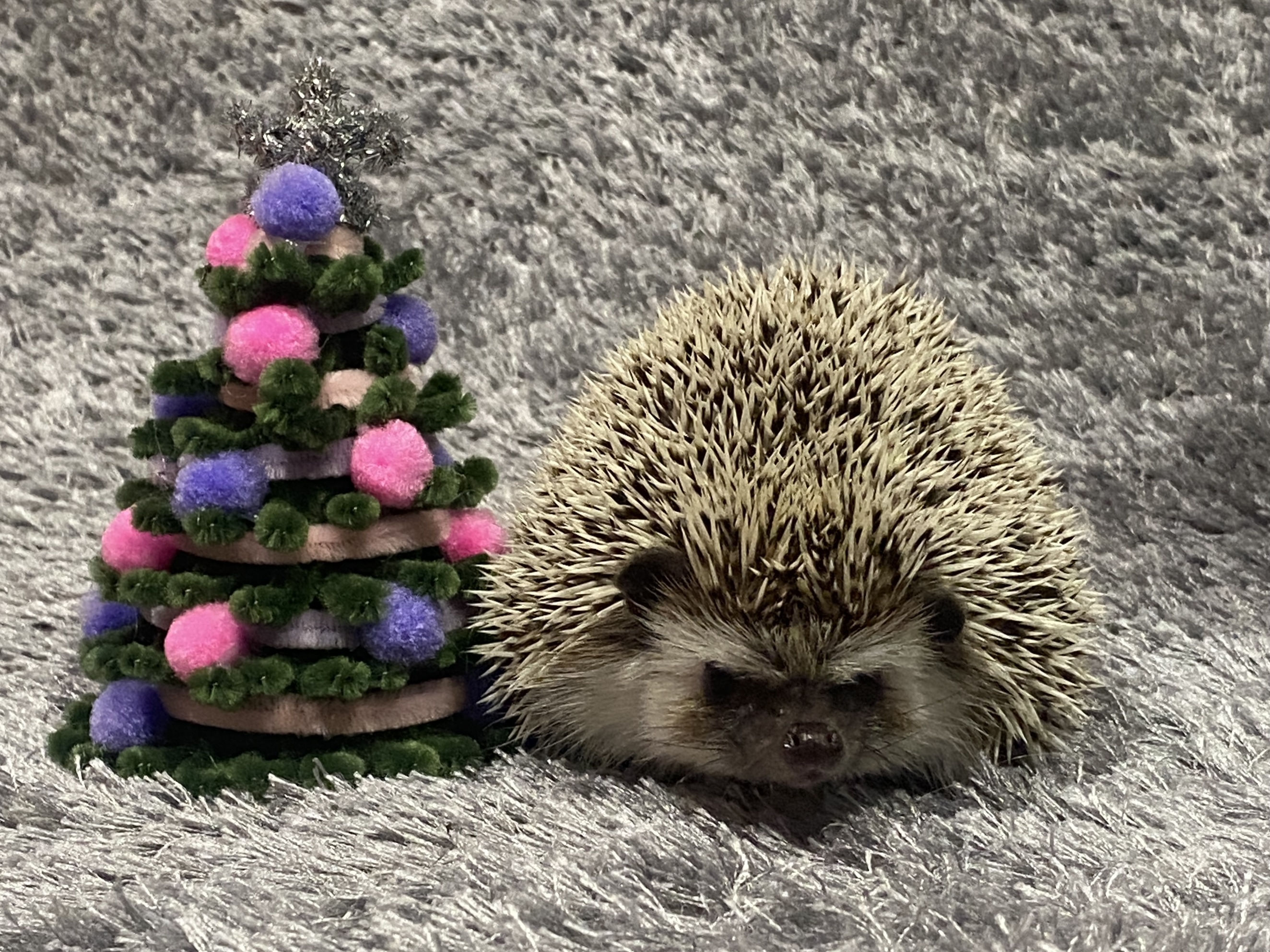 SPP CHI CHI HEDGIES Otto