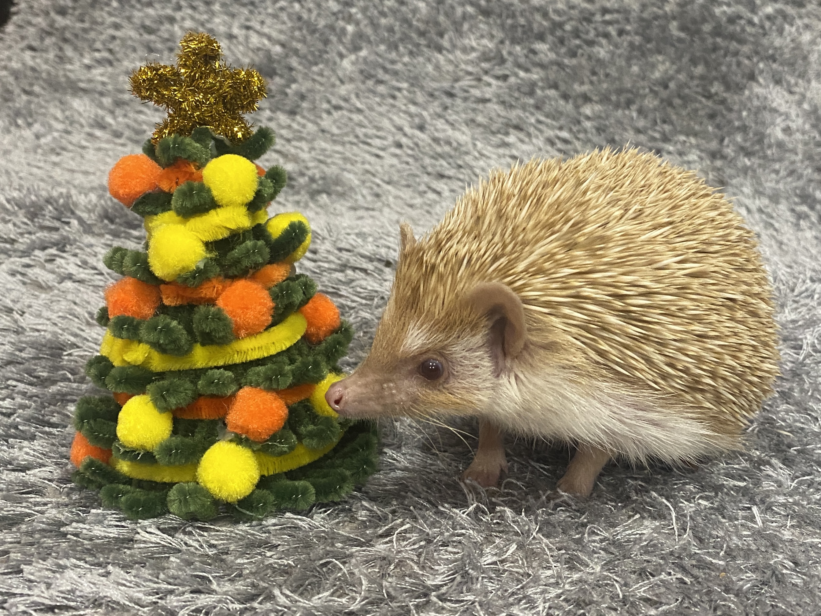 LOV Afrodita Aurelia